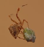 Spider12Jan2014_3.jpg