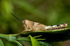 DSC_4061.jpg