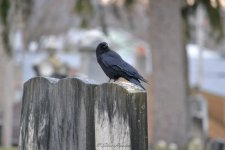 DSC_1533.jpg
