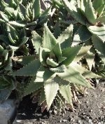 Catus13Jan2014.jpg