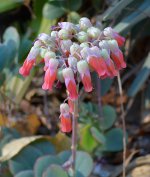 Catus13Jan2014_4.jpg