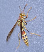 Wasp13Jan2014_3.jpg