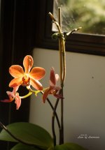 Orchid lol.jpg
