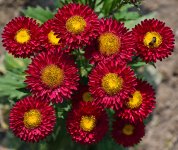roteblumen-1.jpg