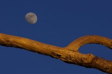 Nikonites-12-Stack-1.jpg