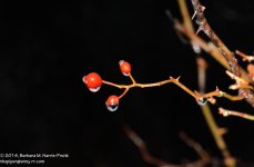 014 Red Berries-140114_01.jpg