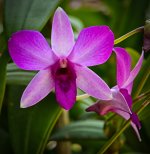 liliblume-1.jpg