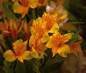Alstromeria_2.jpg