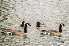 Day14-ducks.jpg