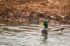 Day14-ducks2.jpg