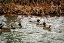Day14-ducks3.jpg