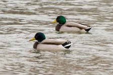 Day14-ducks4.jpg