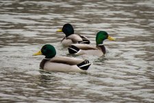 Day14-ducks5.jpg