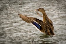 Day14-ducks6.jpg