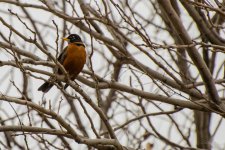 Day14-robin.jpg