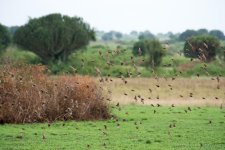DSC_7472.jpg