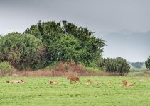 DSC_7457.jpg