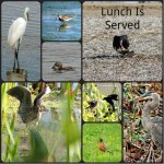 Feeding collage.jpg