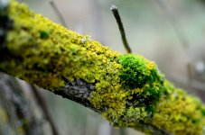 DSC_7869.JPG