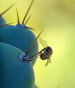 CactusBee.jpg