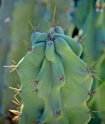 Cactus_5.jpg