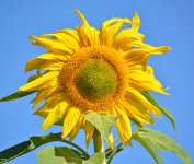 Sunflower.jpg