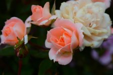 DSC_0144.jpg DSC_0144.jpg