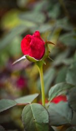 thai-rose-1.jpg