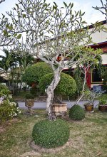 treeball-1.jpg
