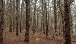 trees.jpg