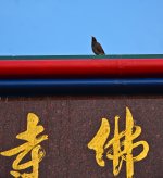 c-shrine-5.jpg
