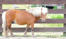 Winking Pony LOL.jpg