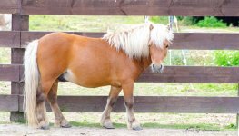 Pony LOL.jpg
