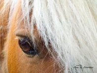 Pony Eye LOL.jpg