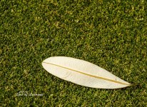 Leaf LOL.jpg