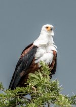 DSC_7683.jpg