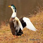 Young Mallard.jpg