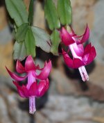 ChristmasCactus.jpg