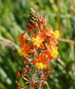 Bulbine.jpg