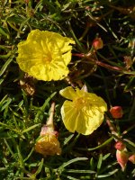 Calylophus.jpg