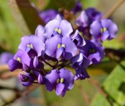 Hardenbergia.jpg