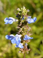 Salvia.jpg