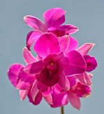 zorchid-1.jpg