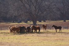 horses.jpg