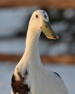 NIK_0596.jpg