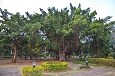 treepattaya-1.jpg