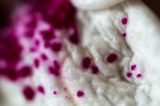 Flower-2.jpg