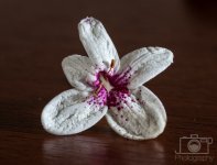 Flower-3.jpg