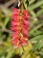Bottlebrush.jpg