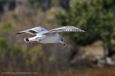 DSC_9776.jpg